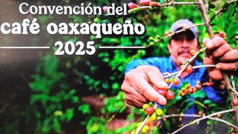 Alistan la segunda edición de la Convención del Café Oaxaqueño