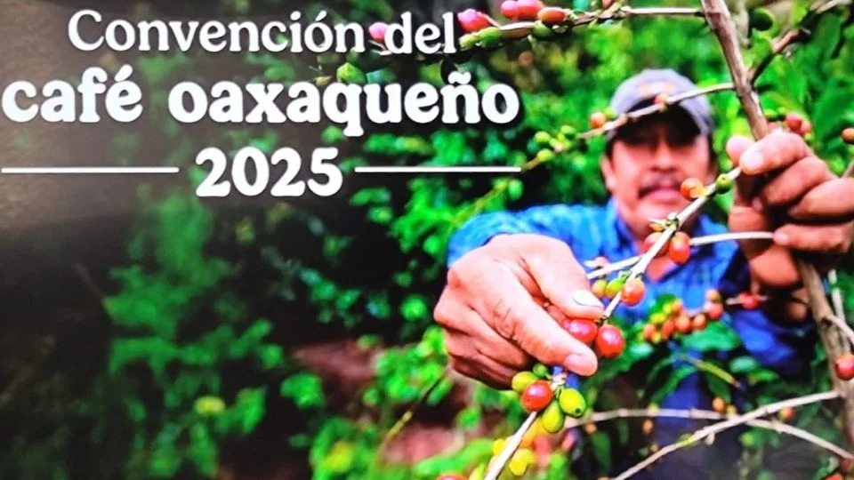 Alistan la segunda edición de la Convención del Café Oaxaqueño