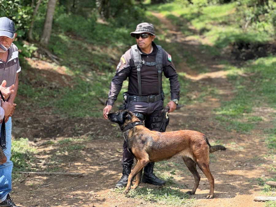 Tres binomios caninos refuerzan búsqueda de niño desaparecido en la sierra mixe 