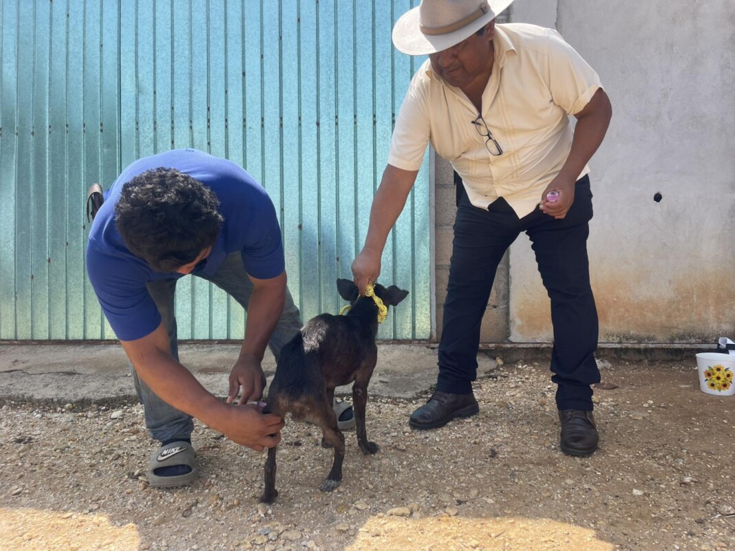 Campaña antirrábica beneficia a familias y mascotas en Sayula de Alemán
