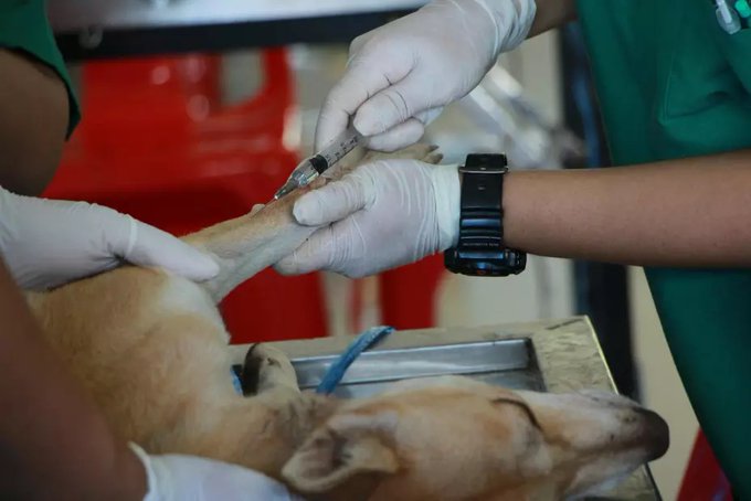 Oaxaca reporta su primer caso de animal doméstico con miasis por gusano barrenador