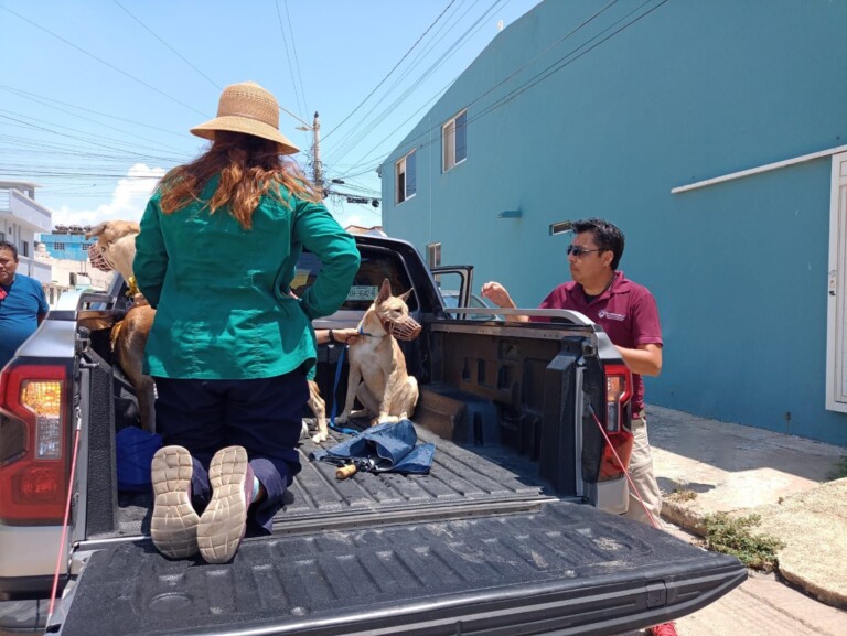 Rescatan a caninos, víctimas de maltrato animal