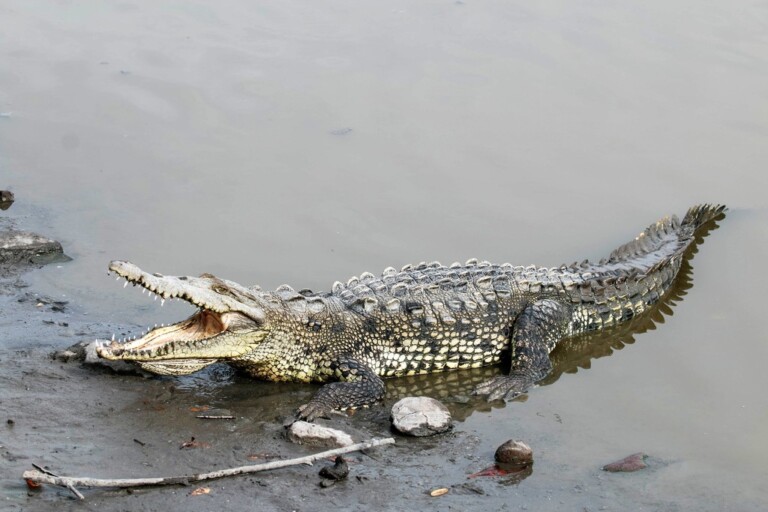 Preveen avistamientos de cocodrilos por huracán Erick