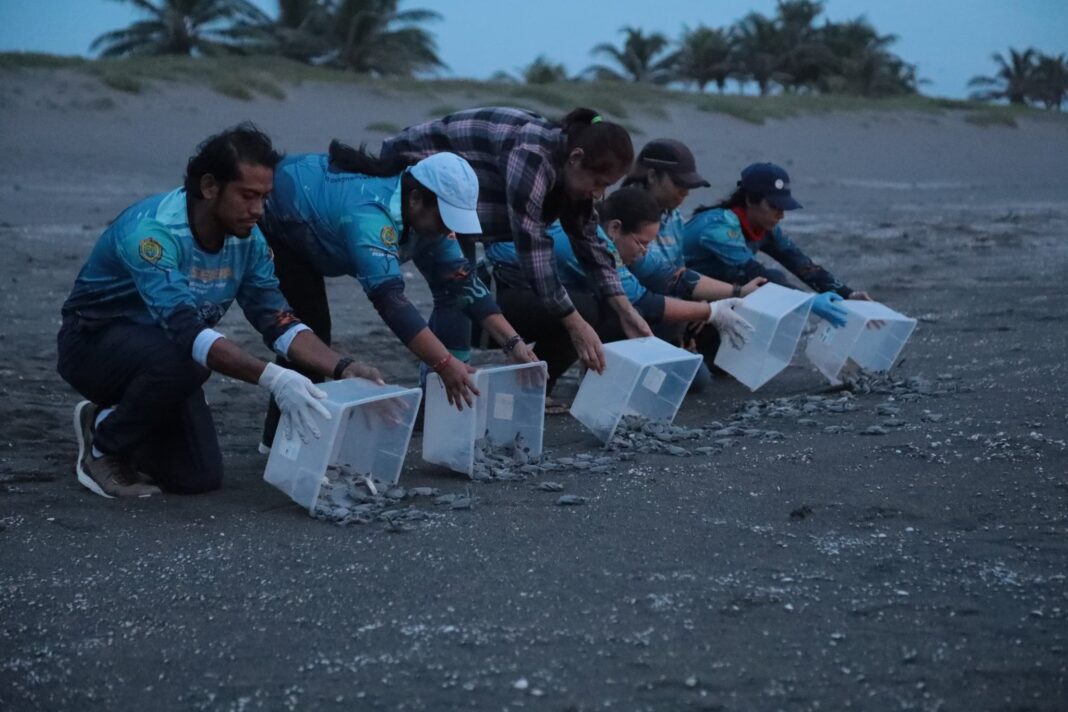 Liberan 178 crías de tortuga verde en playas de Veracruz