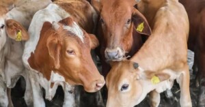 Veracruz reforzará ‘cerco‘ contra gusano barrenador