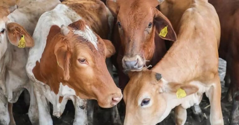 Veracruz reforzará ‘cerco‘ contra gusano barrenador