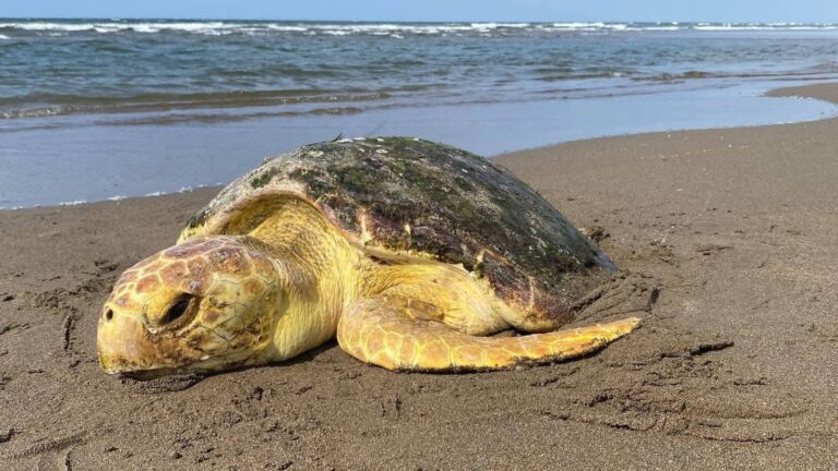 Rescatan a tortuga marina en varada en playa de Coatzacoalcos