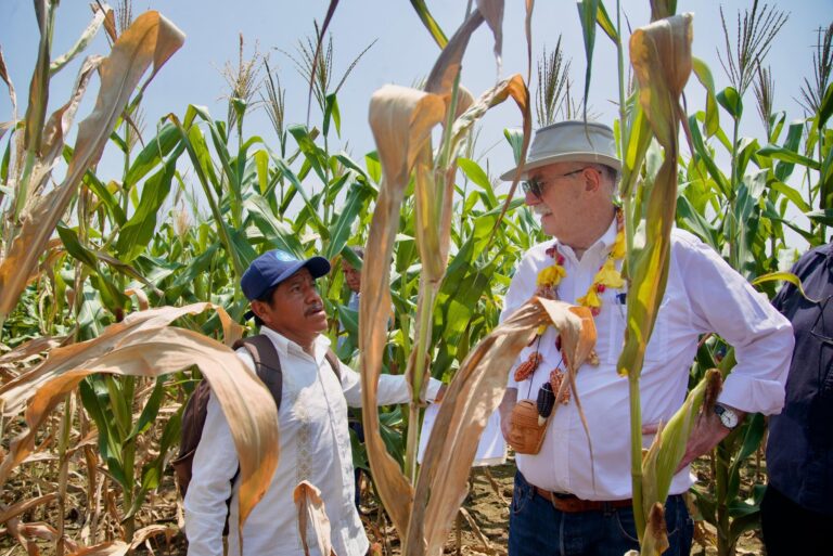 Avanza producción de maíz en Texistepec