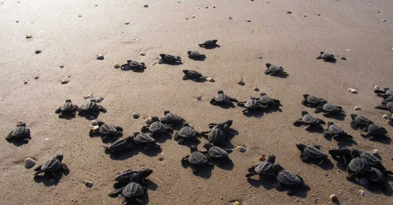Profepa libera 32 ejemplares de tortuga marina en Veracruz