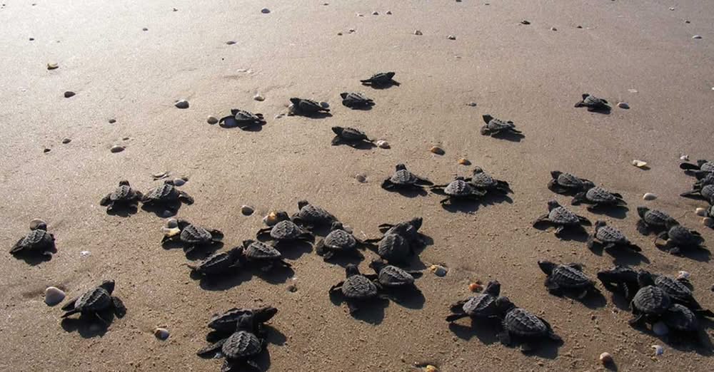 Profepa libera 32 ejemplares de tortuga marina en Veracruz