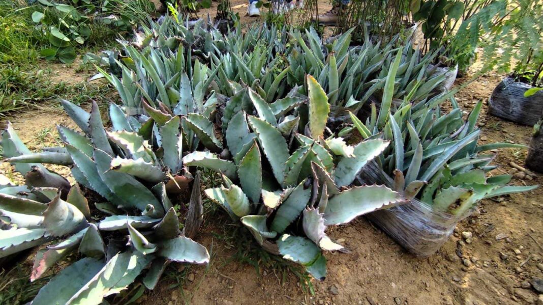 Gobierno de Oaxaca reforesta 1.5 hectáreas de Cerro del Fortín