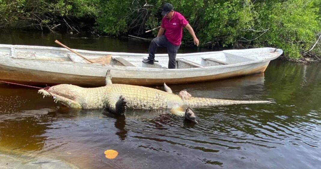 Profepa presenta denuncia penal por la muerte del cocodrilo “Lucho” en Oaxaca