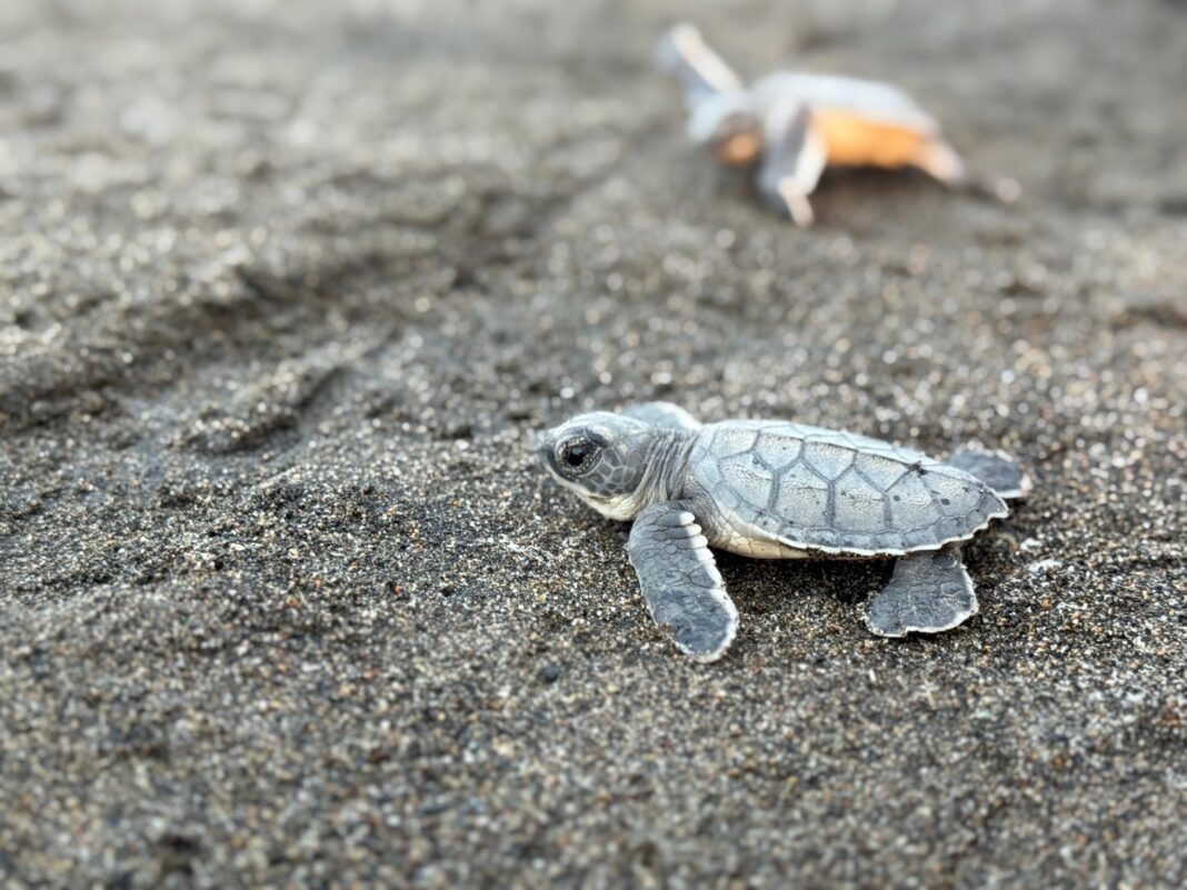 Profepa refuerza vigilancia por arribo de tortugas en Veracruz