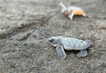 Profepa refuerza vigilancia por arribo de tortugas en Veracruz