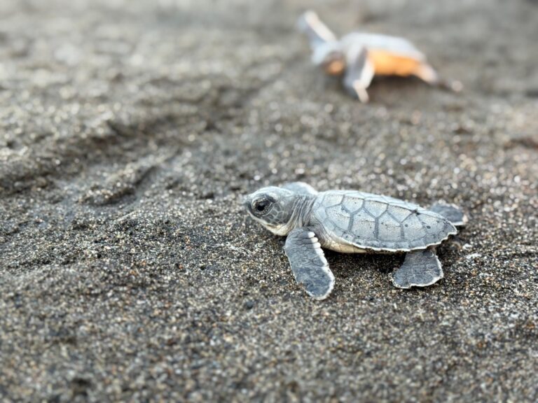 Profepa refuerza vigilancia por arribo de tortugas en Veracruz