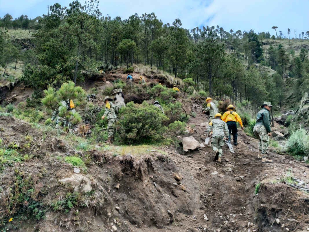 Realizan jornada de reforestación en el Parque Nacional Pico de Orizaba
