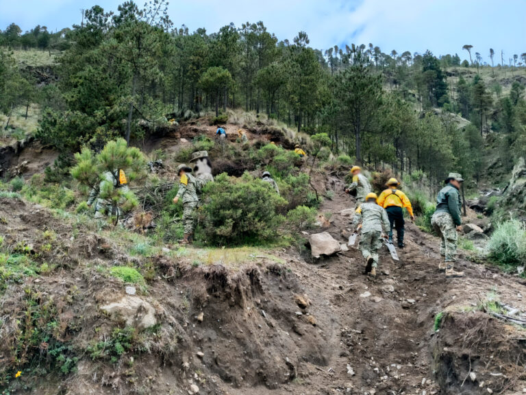 Realizan jornada de reforestación en el Parque Nacional Pico de Orizaba