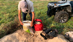 Recuperan 1,100 huevos de tortuga durante operativo de vigilancia en la Playa La Escobilla, en Oaxaca