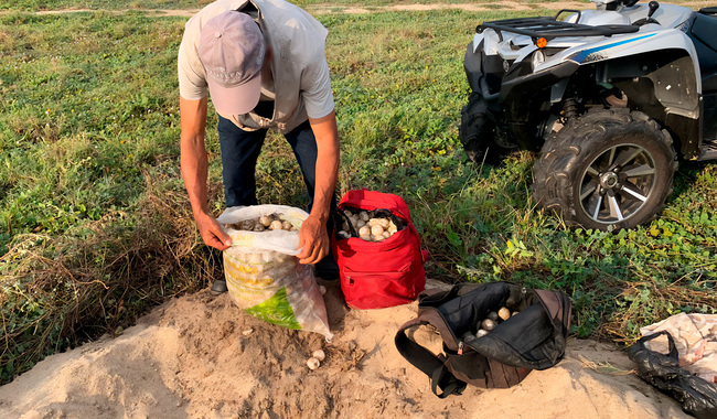 Recuperan 1,100 huevos de tortuga durante operativo de vigilancia en la Playa La Escobilla, en Oaxaca