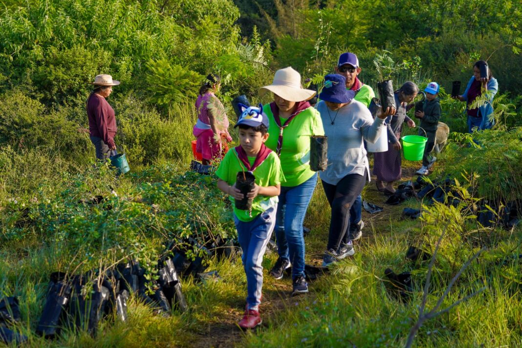 Salomón Jara encabeza Mega Tequio de Reforestación en Monte Albán