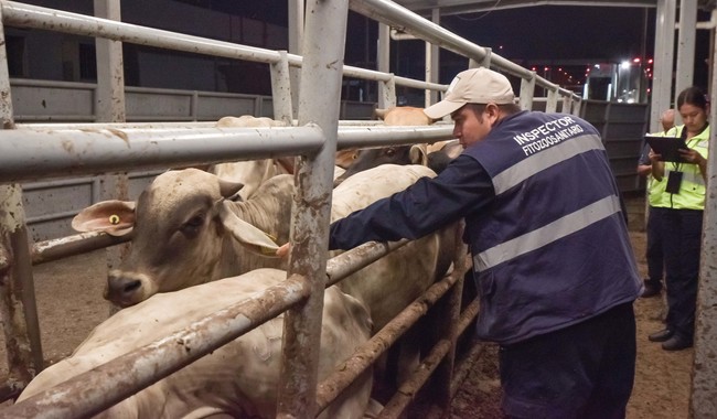 Sader y Chapingo unen fuerzas contra el gusano barrenador
