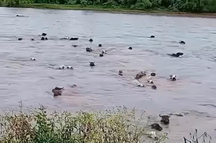 Decenas de cabezas de ganado arrastradas por el río Papaloapan