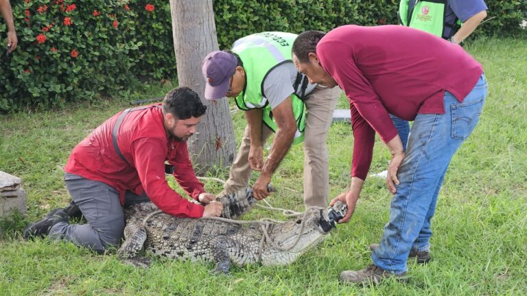 Reubican a nueve cocodrilos del CETMAR de Salina Cruz tras 29 años