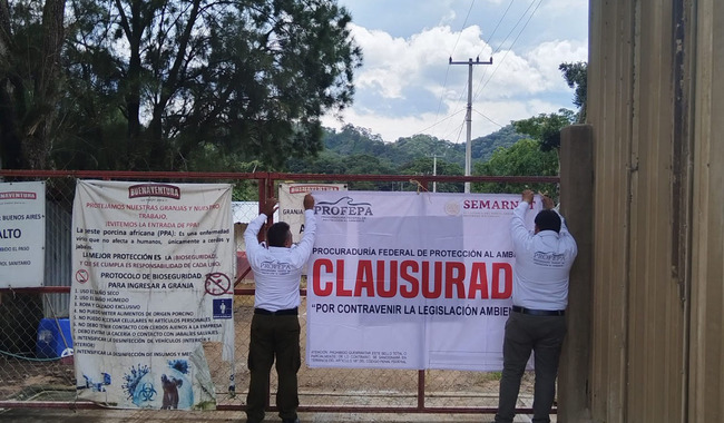 Profepa clausura la granja de cerdos “Buenos Aires” en Chiapas