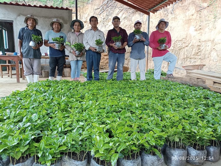Reforesta Oaxaca: 9.6 millones de plantas para un futuro sostenible