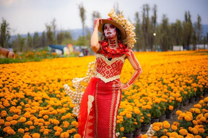 Cempasúchil: la flor que ilumina el camino de los muertos