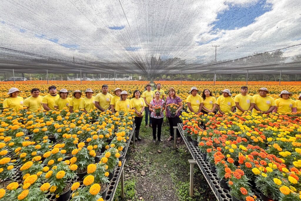 Embellecerán los espacios públicos de Oaxaca con 30 mil plantas de flor de cempasúchil
