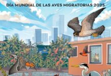 No te pierdas el 6to. Festival de las Aves de Orizaba