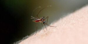 Oaxaca registra disminución de casos de dengue