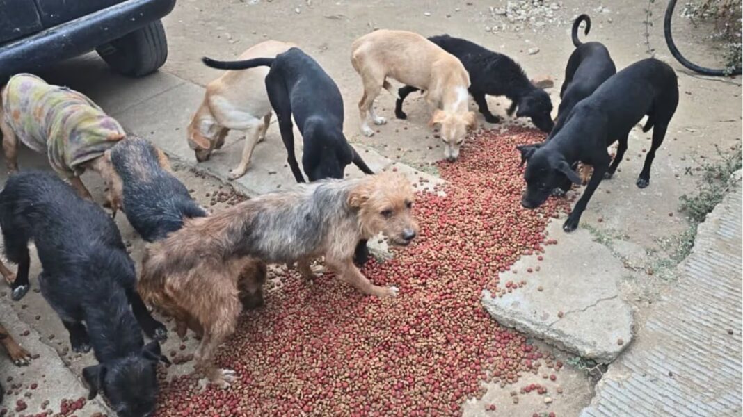 Investigan presunto rastro clandestino en Oaxaca; rescatan a 56 perros