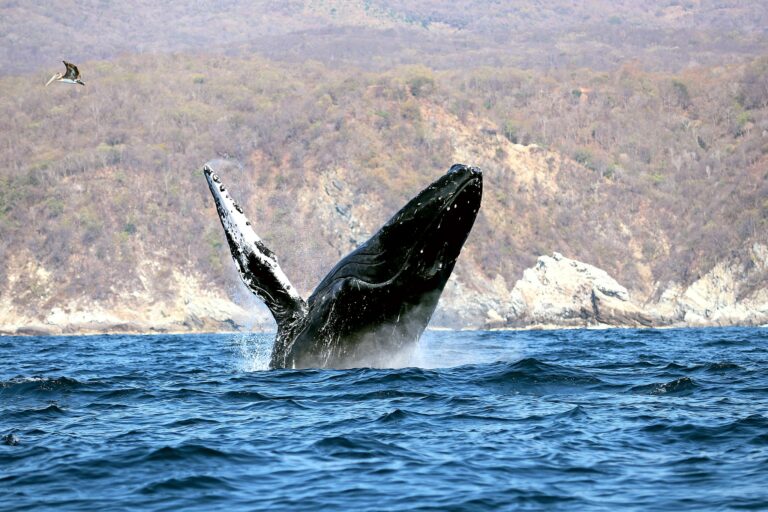 Sectur invita a presenciar avistamiento de ballenas en la costa oaxaqueña