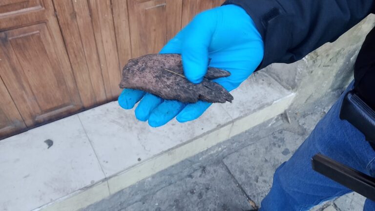 Desmienten hallazgo de mano humana en calles del Centro Histórico de Oaxaca