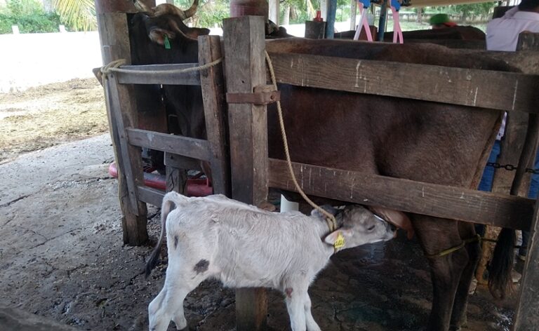 En abril abrirá el registro para el proyecto de Inseminación Artificial en Veracruz