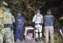 FGR asegura tigre de bengala tras cateo en Veracruz