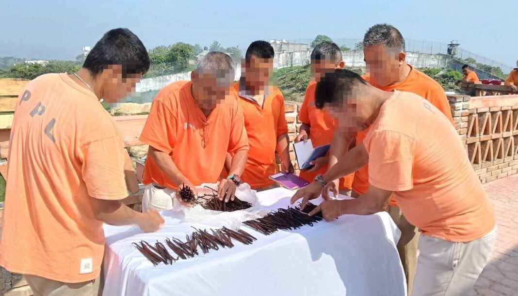 Proyecto Xanath, cultivo de vainilla para la reinserción social en Veracruz