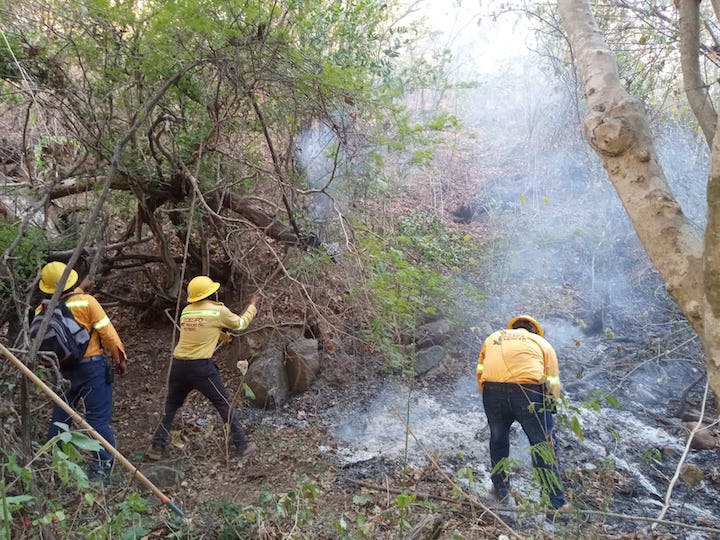Se han atendido 14 incendios forestales en Oaxaca