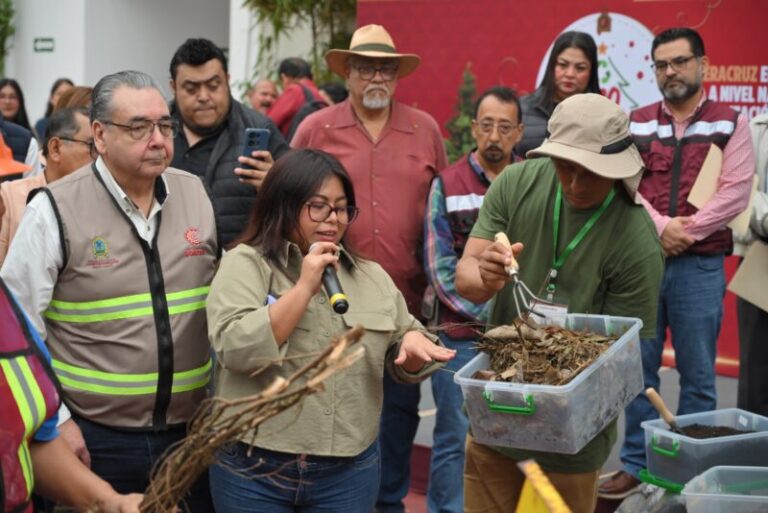 Estos son los centros de acopio de árboles de Navidad en Coatzacoalcos