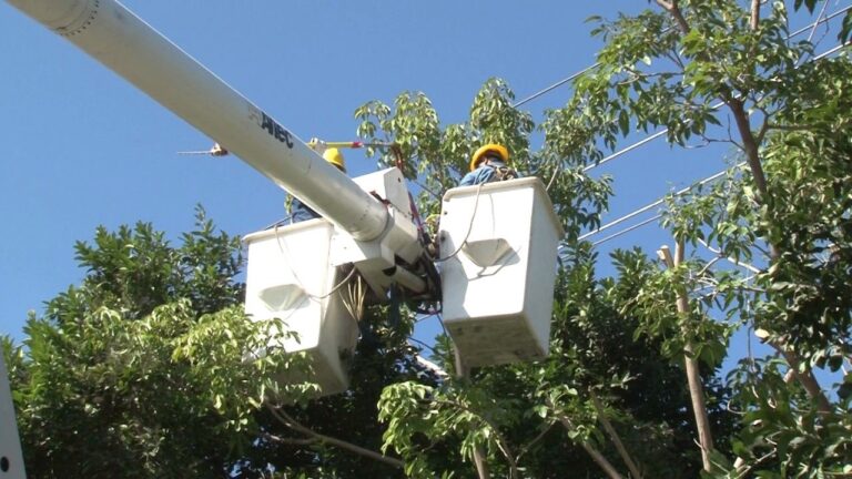 Corte de energía por caída de árbol en Tagolaba