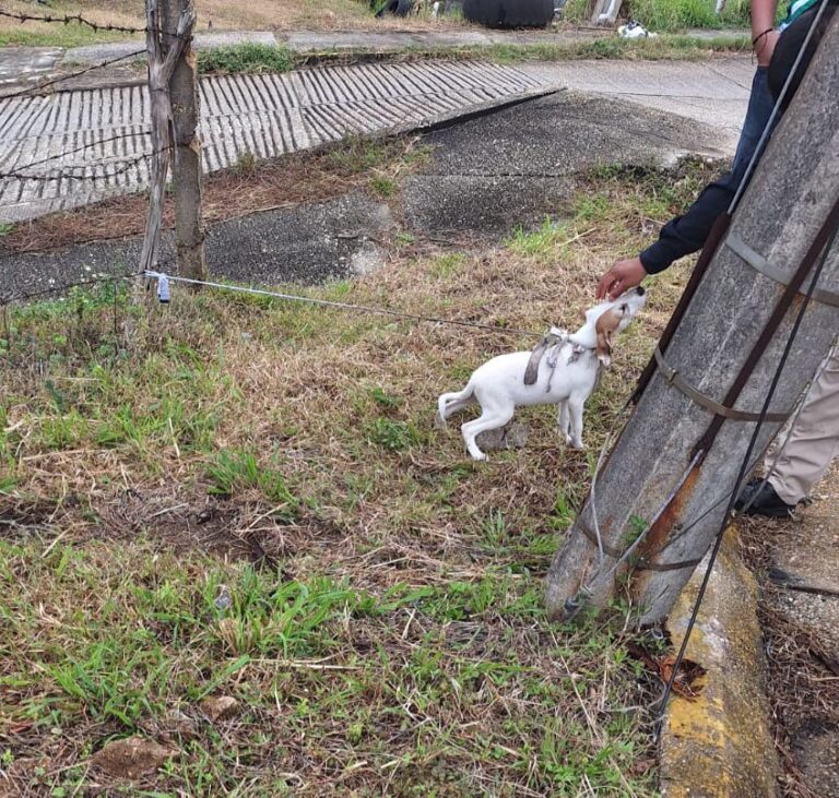 Brigada Animal presenta comunicado sobre los retiros animales