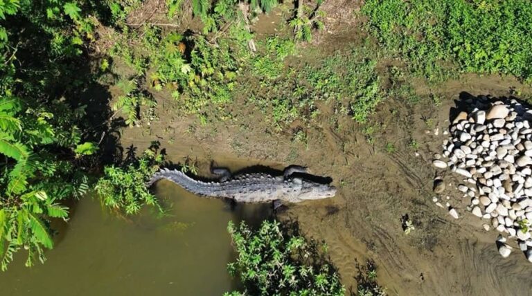 Exhortan a extremar precauciones ante presencia de cocodrilos en Pinotepa Nacional