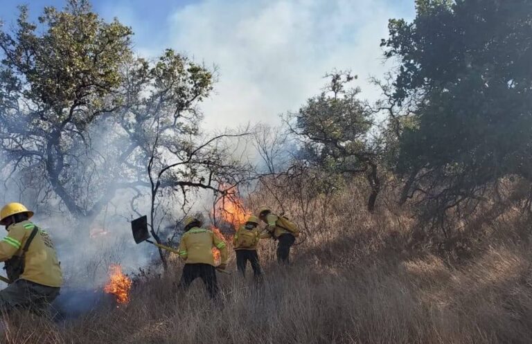 Reportan tres incendios forestales activos en Oaxaca