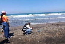 Analizan playas de Veracruz previo a Semana Santa 2026