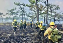 En marzo se atendieron 36 incendios forestales y de pastizales en Oaxaca