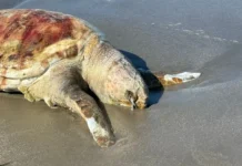 Hallan tortuga muerta en playa de Boca del Río; tenía rastros de hidrocarburo