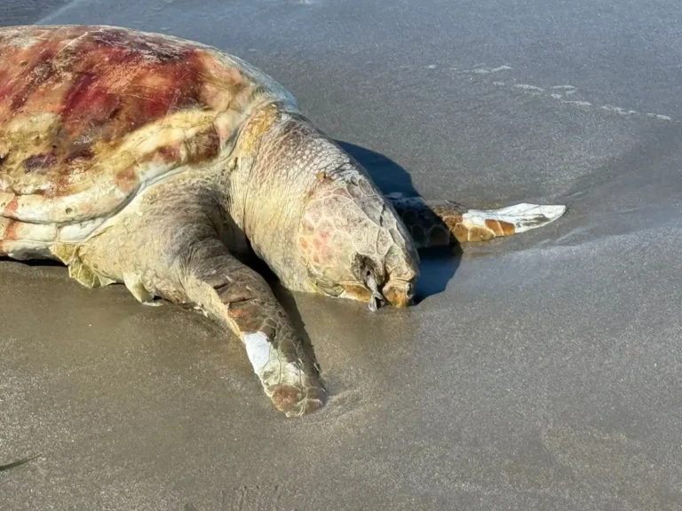 Hallan tortuga muerta en playa de Boca del Río; tenía rastros de hidrocarburo