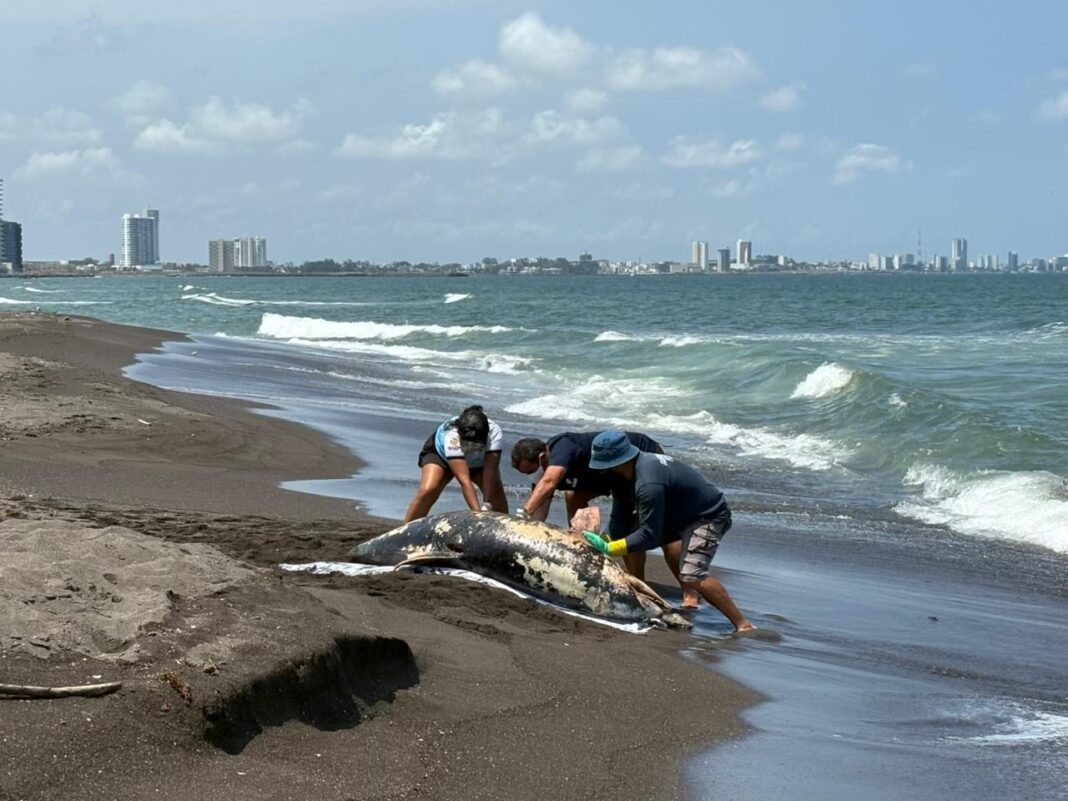 Hemorragia por lesión traumática, causa de muerte de delfín en Alvarado: Gobierno de Veracruz